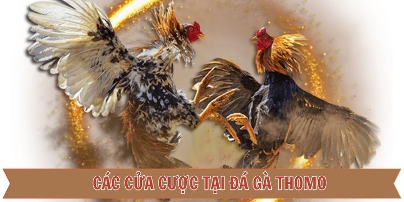 Các cửa cược khi cá độ gà đá