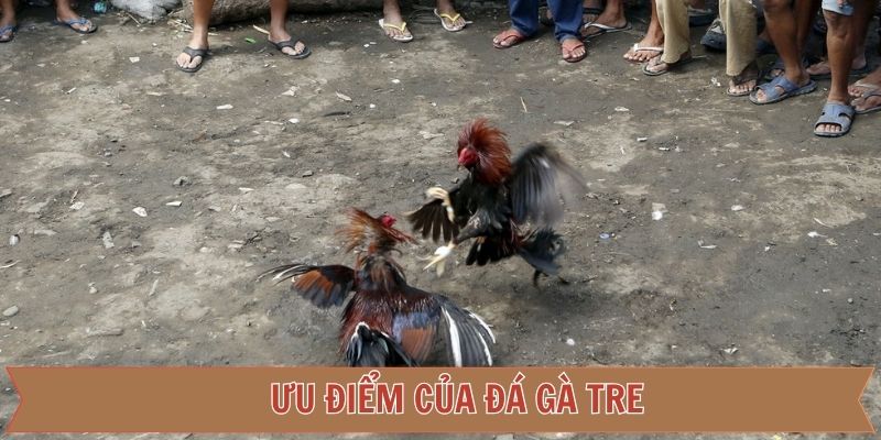 Lợi ích hấp dẫn khi người tham gia cá cược đá gà tre
